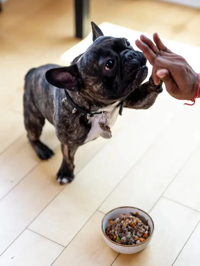 What happens if dogs eat chocolate?