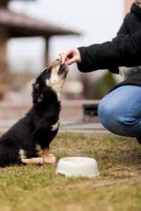 What happens if dogs eat chocolate?
