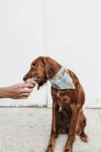 What happens if dogs eat chocolate?