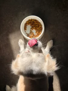 What happens if dogs eat chocolate?