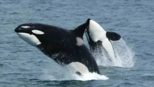 How a Lone Orca Killed a Great White Shark and What It Means for the Marine Ecosystem