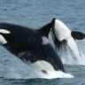 How a Lone Orca Killed a Great White Shark and What It Means for the Marine Ecosystem