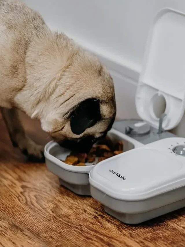 The Best Automatic Pet Feeders You Can Buy in 2024